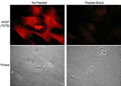 Invitrogen Phospho-VASP (Thr278) Polyclonal Antibody 100 &mu;L; Unconjugated:Antibodies,