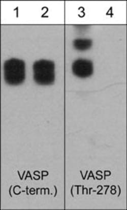 Invitrogen Phospho-VASP (Thr278) Polyclonal Antibody 100 &mu;L; Unconjugated:Antibodies,