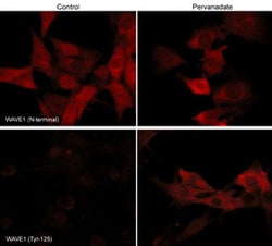 Invitrogen Phospho-WAVE1 (Tyr125) Polyclonal Antibody 100 &mu;L; Unconjugated:Antibodies,