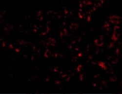 Invitrogen Albumin Polyclonal Antibody 100 &mu;g | Buy Online | Invitrogen&trade; | Fisher Scientific