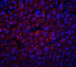 Invitrogen&trade;&nbsp;Albumin Polyclonal Antibody