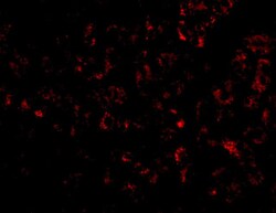 Invitrogen Albumin Polyclonal Antibody 100 &mu;g | Buy Online | Invitrogen&trade; | Fisher Scientific