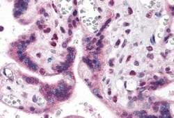 Invitrogen IRF2BP2 Polyclonal Antibody 100 &mu;g; Unconjugated:Antibodies,
