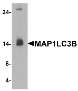 Invitrogen LC3B Polyclonal Antibody 100 &mu;g; Unconjugated:Antibodies,