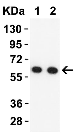 Invitrogen SARS-CoV-2 NSP16 Polyclonal Antibody 100 &mu;g; Unconjugated:Antibodies,