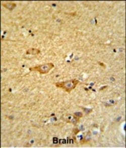 Invitrogen OMD Polyclonal Antibody 400 &mu;L; Unconjugated:Antibodies,