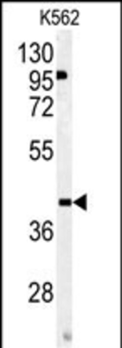 Invitrogen OMD Polyclonal Antibody 400 &mu;L; Unconjugated:Antibodies,