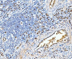 Invitrogen HBA1/HBA2 Polyclonal Antibody 100 &mu;g; Unconjugated:Antibodies,