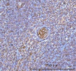 Invitrogen HBA1/HBA2 Polyclonal Antibody 100 &mu;g; Unconjugated:Antibodies,