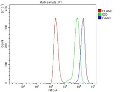 Invitrogen FAAH Polyclonal Antibody 100 &mu;g; Unconjugated:Antibodies,