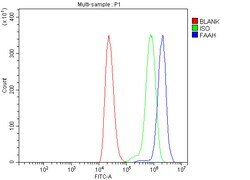 Invitrogen FAAH Polyclonal Antibody 100 &mu;g; Unconjugated:Antibodies,