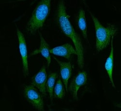 Invitrogen FAAH Polyclonal Antibody 100 &mu;g; Unconjugated:Antibodies,