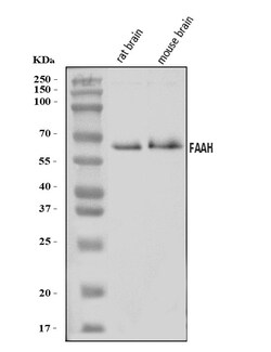 Invitrogen FAAH Polyclonal Antibody 100 &mu;g; Unconjugated:Antibodies,