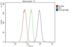 Invitrogen Fibrinogen alpha chain Polyclonal Antibody 100 &mu;g; Unconjugated:Antibodies,