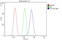 Invitrogen Fibrinogen alpha chain Polyclonal Antibody 100 &mu;g; Unconjugated:Antibodies,
