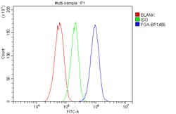 Invitrogen Fibrinogen alpha chain Polyclonal Antibody 100 &mu;g; Unconjugated:Antibodies,