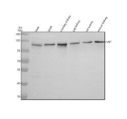 Invitrogen NNT Polyclonal Antibody 100 &mu;g | Buy Online | Invitrogen&trade; | Fisher Scientific