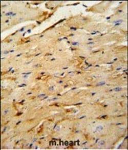 Invitrogen OAZ1 Polyclonal Antibody 400 &mu;L | Buy Online | Invitrogen&trade; | Fisher Scientific