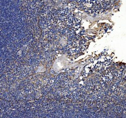 Invitrogen COL7A1 Polyclonal Antibody 100 &mu;g; Unconjugated:Antibodies,
