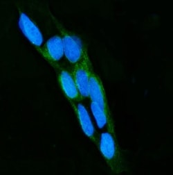 Invitrogen LPO Polyclonal Antibody 100 &mu;g; Unconjugated:Antibodies,