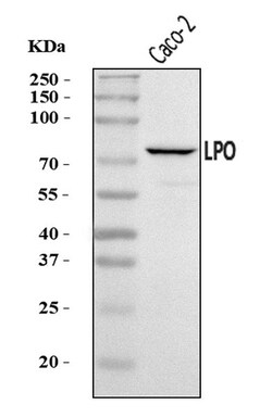 Invitrogen LPO Polyclonal Antibody 100 &mu;g; Unconjugated:Antibodies,