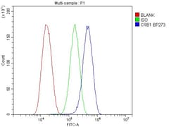 Invitrogen CRB1 Polyclonal Antibody 100 &mu;g; Unconjugated:Antibodies,