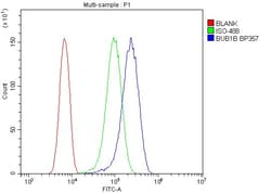 Invitrogen BUBR1 Polyclonal Antibody 100 μg; Unconjugated:Antibodies,
