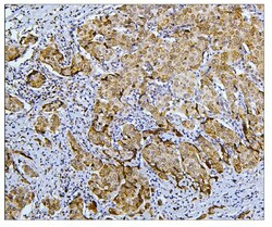 Invitrogen BUBR1 Polyclonal Antibody 100 μg; Unconjugated:Antibodies,