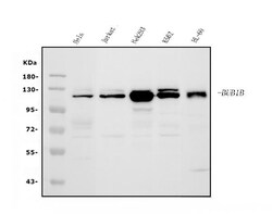 Invitrogen BUBR1 Polyclonal Antibody 100 μg; Unconjugated:Antibodies,