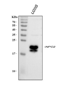 Invitrogen NPC2 Polyclonal Antibody 100 &mu;g; Unconjugated:Antibodies,