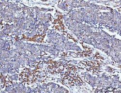 Invitrogen PACAP-38 Polyclonal Antibody 100 &mu;g; Unconjugated:Antibodies,