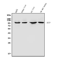 Invitrogen MTTP Polyclonal Antibody 100 &mu;g; Unconjugated:Antibodies,