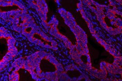 Invitrogen HBEGF Polyclonal Antibody 100 &mu;g | Buy Online | Invitrogen&trade; | Fisher Scientific