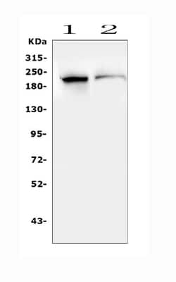 Invitrogen SMARCA2 Polyclonal Antibody 100 &mu;g; Unconjugated:Antibodies,