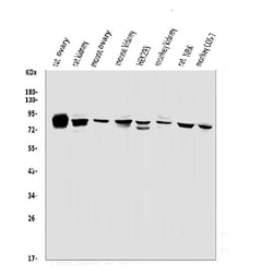 Invitrogen PHEX Polyclonal Antibody 100 &mu;g; Unconjugated:Antibodies,