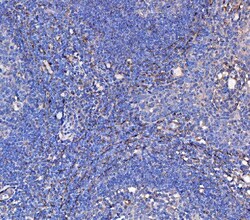 KLRG1 Polyclonal Antibody, Invitrogen 100 &mu;g; Unconjugated:Antibodies,
