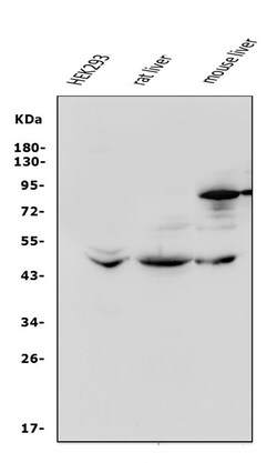 Invitrogen beta-3 Adrenergic Receptor Polyclonal Antibody 100 &mu;g; Unconjugated:Antibodies,