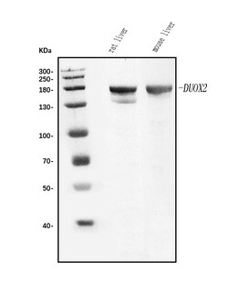 Invitrogen DUOX2 Polyclonal Antibody 100 &mu;g | Buy Online | Invitrogen&trade; | Fisher Scientific