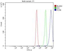 Invitrogen HCN4 Polyclonal Antibody 100 &mu;g; Unconjugated:Antibodies,