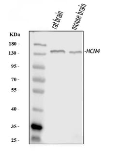 Invitrogen HCN4 Polyclonal Antibody 100 &mu;g; Unconjugated:Antibodies,