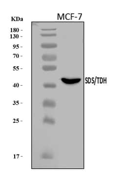 Invitrogen SDS Polyclonal Antibody 100 &mu;g | Buy Online | Invitrogen&trade; | Fisher Scientific