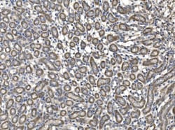 Invitrogen MFGE8 Polyclonal Antibody 100 &mu;g; Unconjugated:Antibodies,