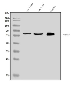 Invitrogen MFGE8 Polyclonal Antibody 100 &mu;g; Unconjugated:Antibodies,