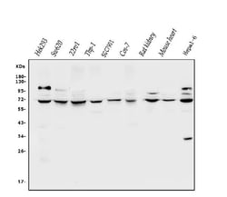 Invitrogen CLPB Polyclonal Antibody 100 &mu;g | Buy Online | Invitrogen&trade; | Fisher Scientific