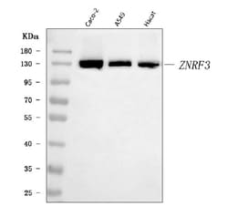 Invitrogen ZNRF3 Polyclonal Antibody 100 &mu;g; Unconjugated:Antibodies,
