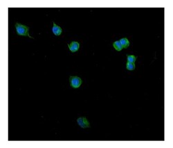 Invitrogen Clathrin Heavy Chain Polyclonal Antibody 100 μg; Unconjugated:Antibodies,