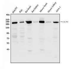 Invitrogen Clathrin Heavy Chain Polyclonal Antibody 100 μg; Unconjugated:Antibodies,