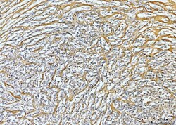 Invitrogen COL6A2 Polyclonal Antibody 100 &mu;g; Unconjugated:Antibodies,