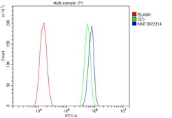 Invitrogen MNT Polyclonal Antibody 100 &mu;g; Unconjugated:Antibodies,