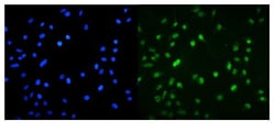 Invitrogen MNT Polyclonal Antibody 100 &mu;g; Unconjugated:Antibodies,